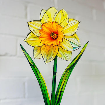 Everlasting Daffodil