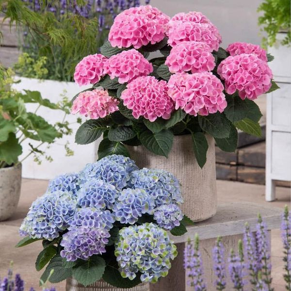 Outdoor Artificial Hydrangea Flowers