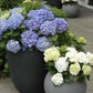 Outdoor Artificial Hydrangea Flowers