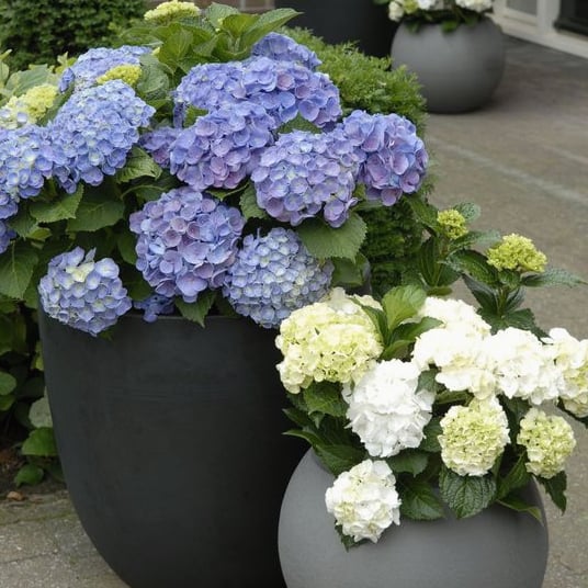 Outdoor Artificial Hydrangea Flowers