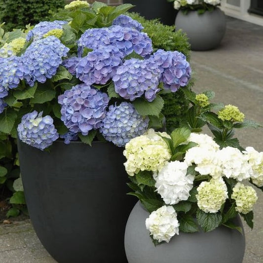 Outdoor Artificial Hydrangea Flowers