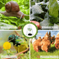 Gardening Greenhouse Plant Covers - Reusable, Light-transmitting and Breathable