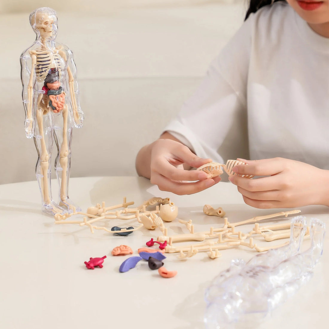 Human Body Model for Kids - STEM Anatomy Toy with Removable Organs