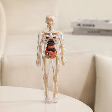 Human Body Model for Kids - STEM Anatomy Toy with Removable Organs