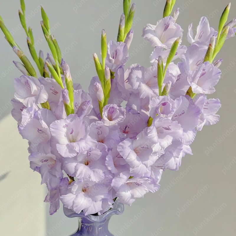 Gladiolus Bulbs