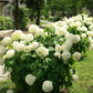 Outdoor Artificial Hydrangea Flowers