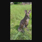 22" Lifelike Mother Kangaroo Statue, Hand-Painted Resin Joey Figurine for Garden & Farmhouse