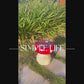 13.8" Oversized Mushroom Stool, Hand-Painted Resin Seat & Plant Stand for Patio & Lawn Decor