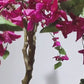 6FT Artificial Bougainvillea Tree, Realistic Flowering Faux Potted Plant with Black Pot