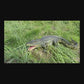 23" Lifelike Resin Crocodile Statue, Hand-Painted Alligator with Open Mouth for Patio & Garden