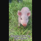 26" Cute Pink Pig Garden Statue, Hand-Painted Weatherproof Resin Farm Animal for Yard & Patio