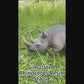 27.5" Majestic Lifelike Rhino Statue, Heavy-Duty Resin Wildlife Decor for Lawn, Yard & Patio