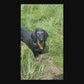 26" Lifelike Black & Tan Dachshund Statue, Hand-Painted Resin Dog for Patio & Dog Lovers Gift