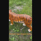 33" Majestic Lifelike Bengal Tiger Statue, Hand-Painted Resin Walking Decor for Garden & Entryway