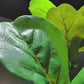 6FT Artificial Fiddle Leaf Fig Tree, Real Touch Faux Potted Plant with Black Pot