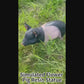 26" Lifelike Resin Pig Garden Statue, Hand-Painted Black & White Spotted Farm Animal Sculpture