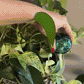 Colored Glass Plant Watering Globes（6 Colors）