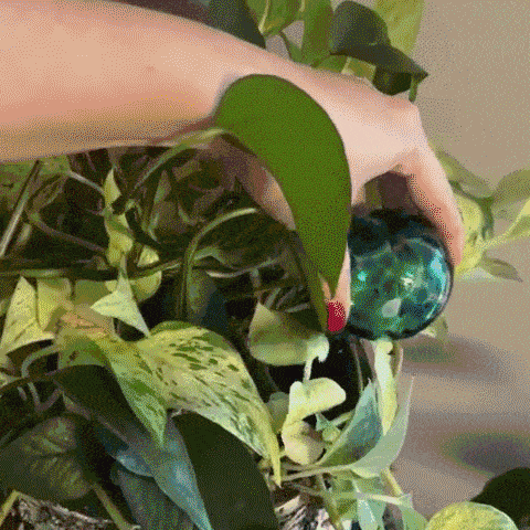 Colored Glass Plant Watering Globes（6 Colors）